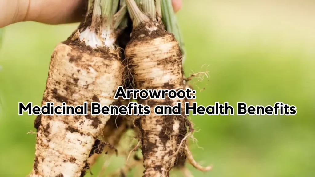 Arrowroot Medicinal Benefits and Health Benefits