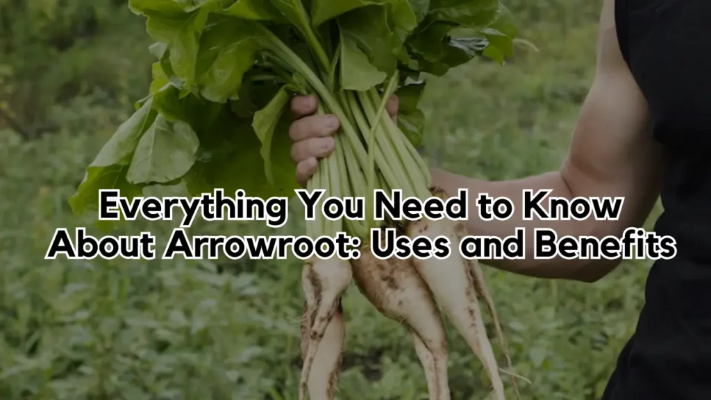 Everything You Need to Know About Arrowroot Uses and Benefits