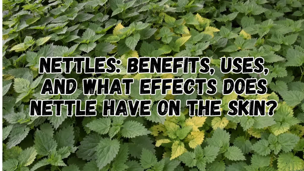 Nettles Benefits, Uses, and What Effects does Nettle have on the Skin